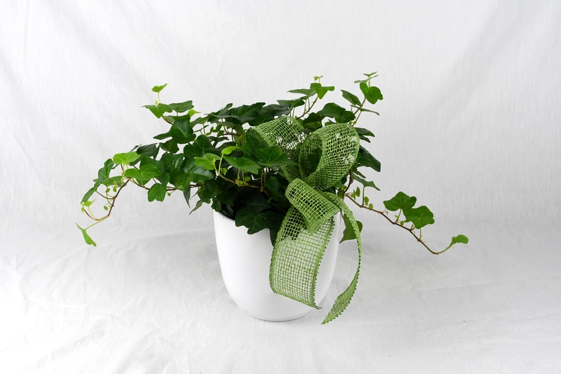 Ivy Plant  - Item # 44833 - Dave's Gift Baskets